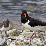 Familie Austernfischer