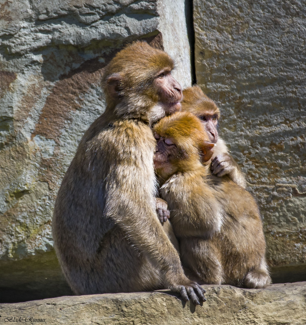 Familie ....!