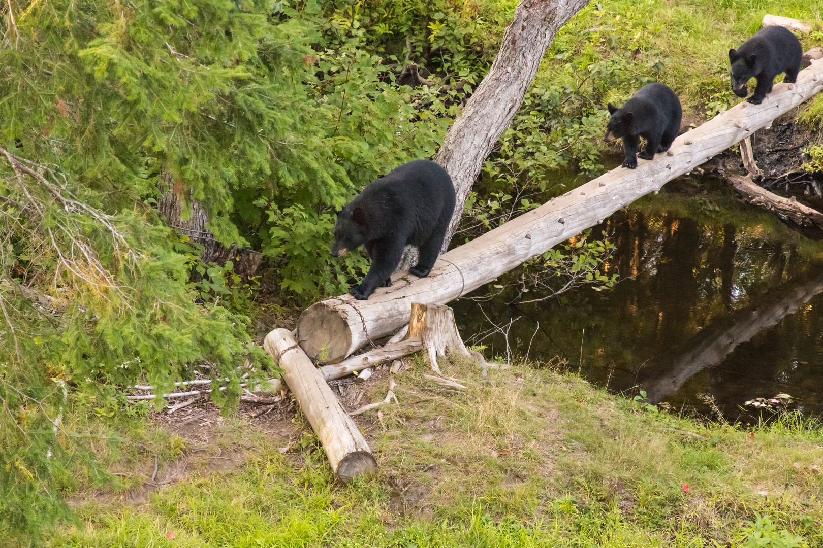 Familie Bär kommt zum Abendbrot