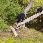 Familie Bär kommt zum Abendbrot