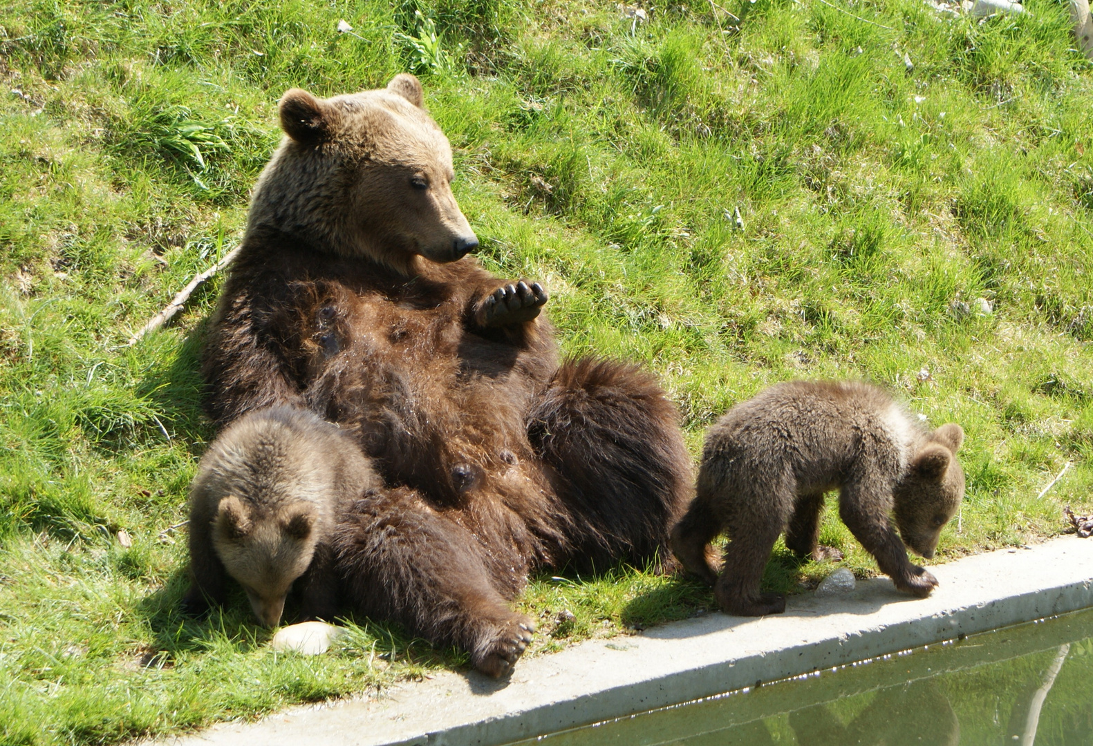 Familie Bär us Bärn