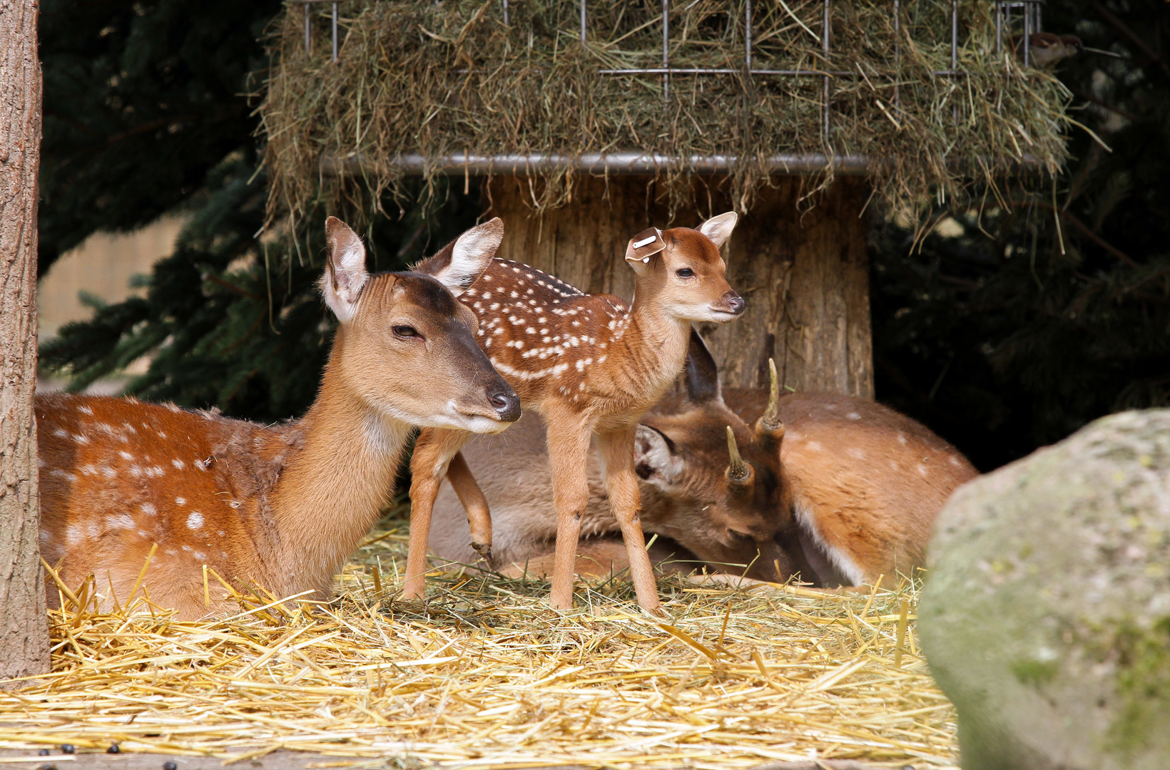 Familie Bambi