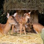 Familie Bambi