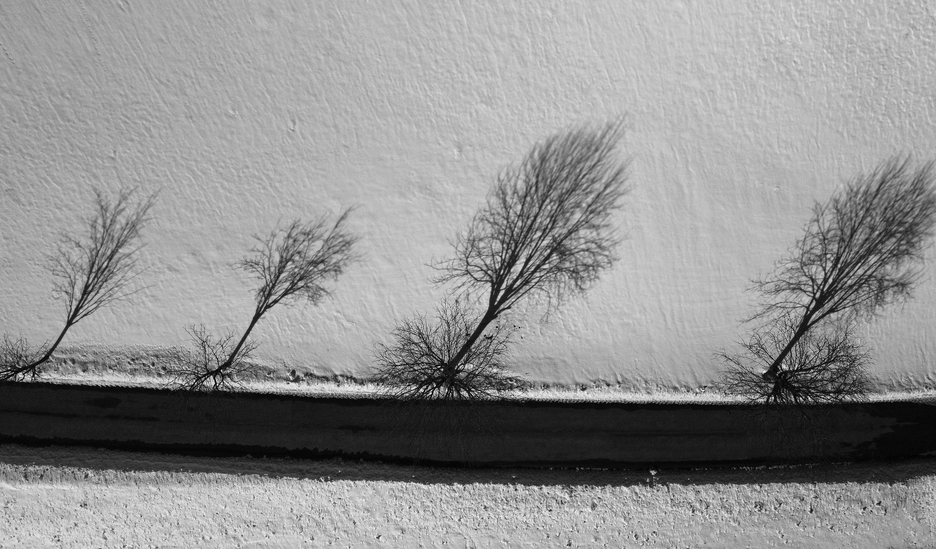 Familie Baum und ihre Schatten 