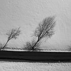 Familie Baum und ihre Schatten 