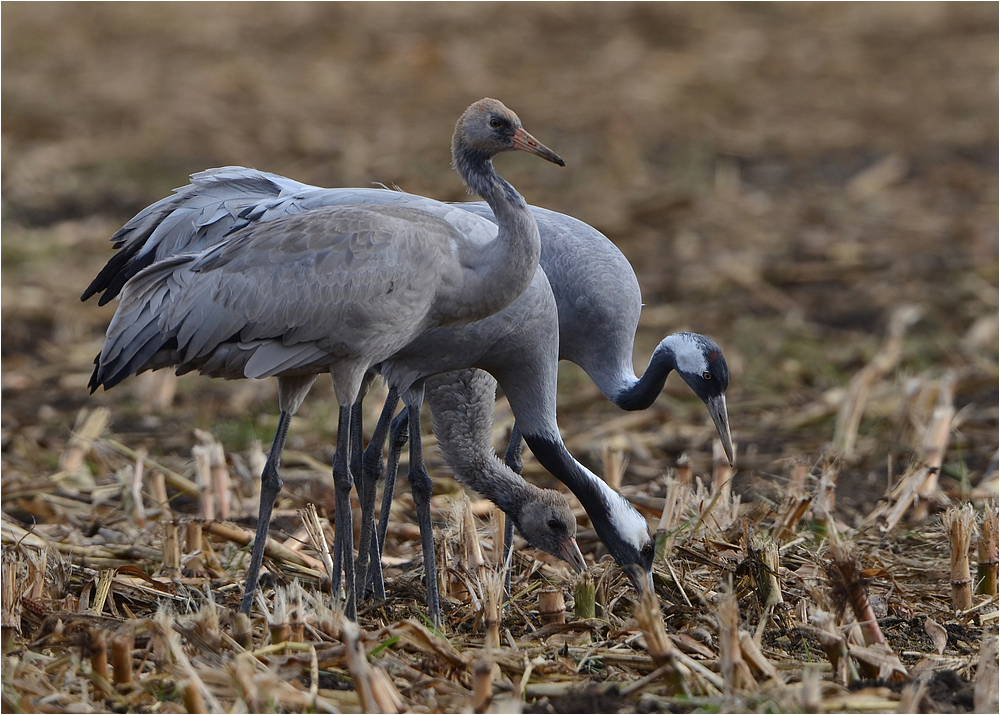 Familie bei der Mahlzeit