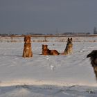 "Familie" bei untergehender Sonne......