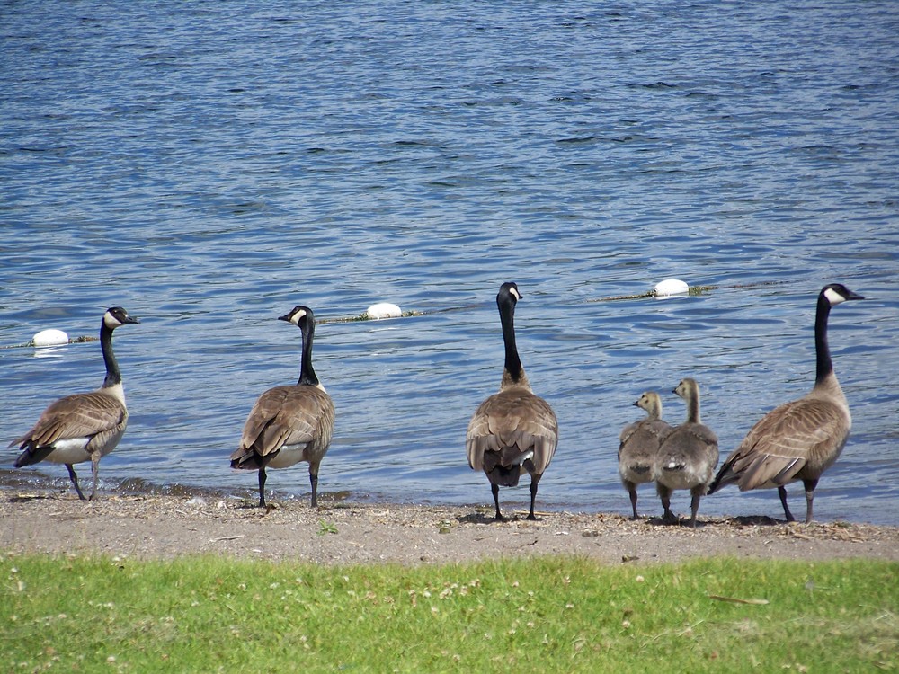 Familie beim Baden im Tyhee-Lake