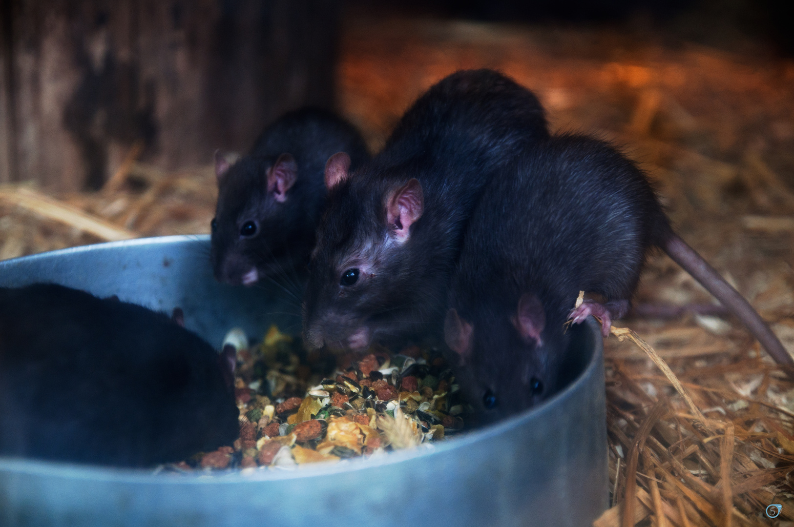 Familie beim essen erwischt