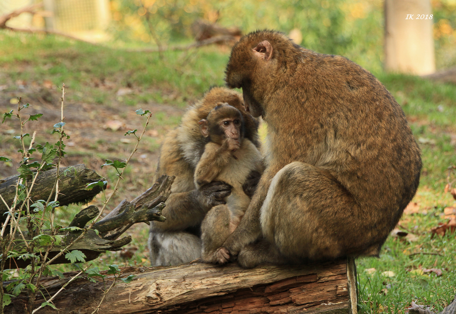 Familie Berberaffe