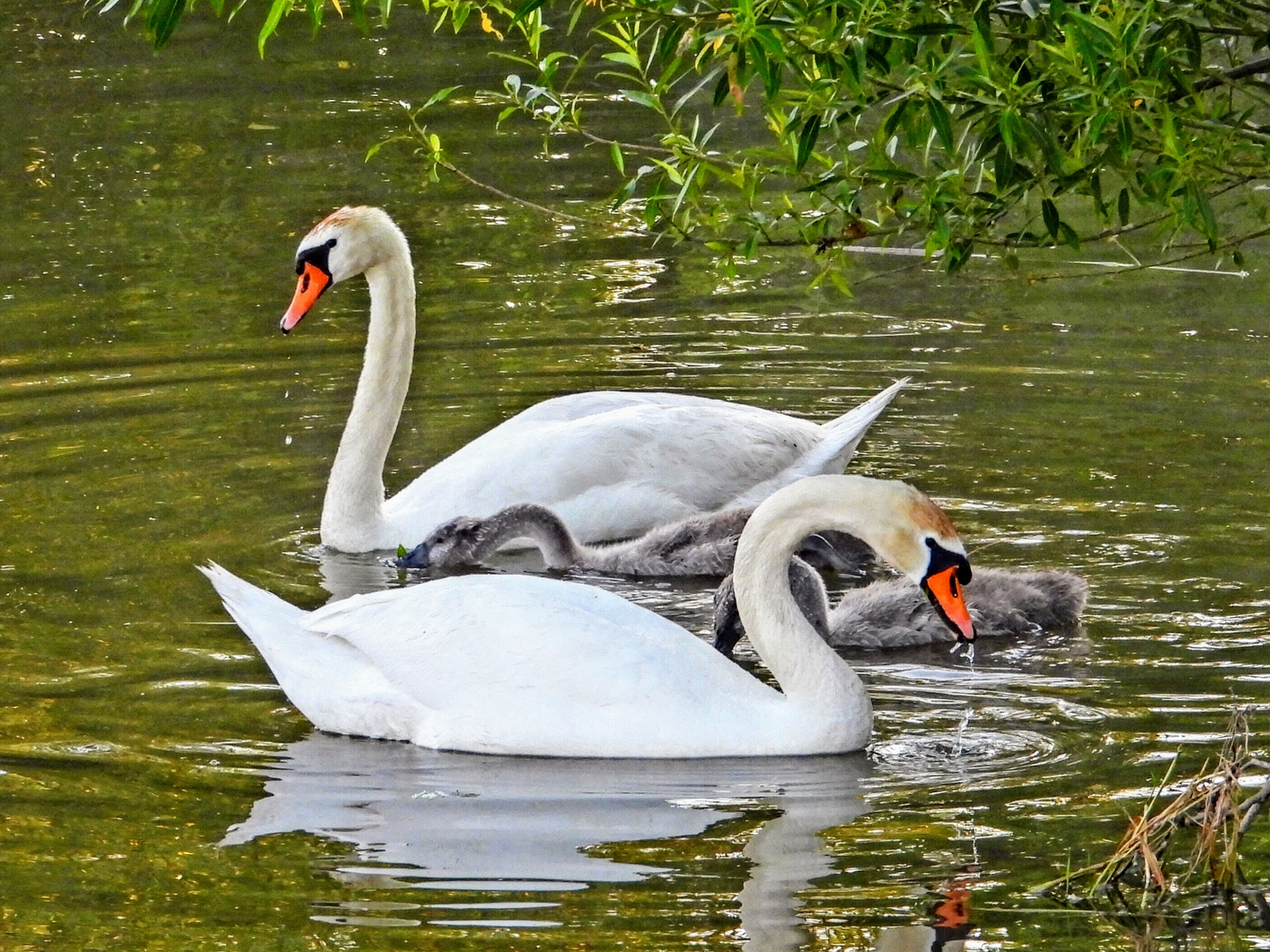 Familie beschützen 