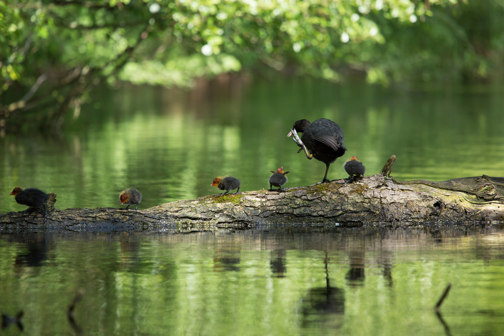 Familie Blässhuhn