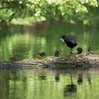 Familie Blässhuhn