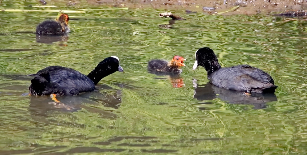 Familie Blässhuhn