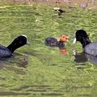 Familie Blässhuhn