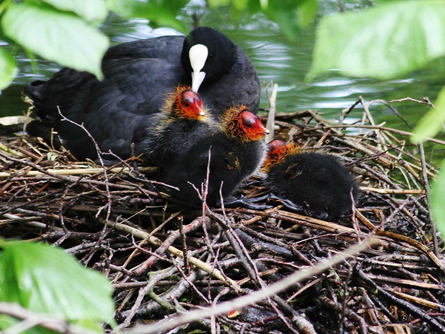 Familie Blässhuhn