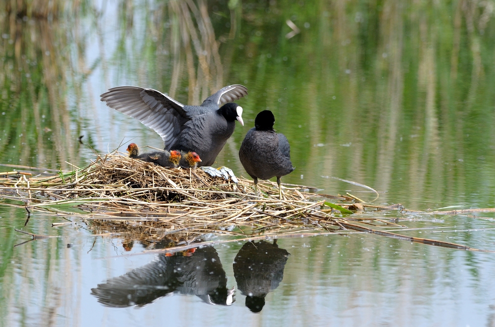 Familie Blässralle