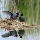 Familie Blässralle