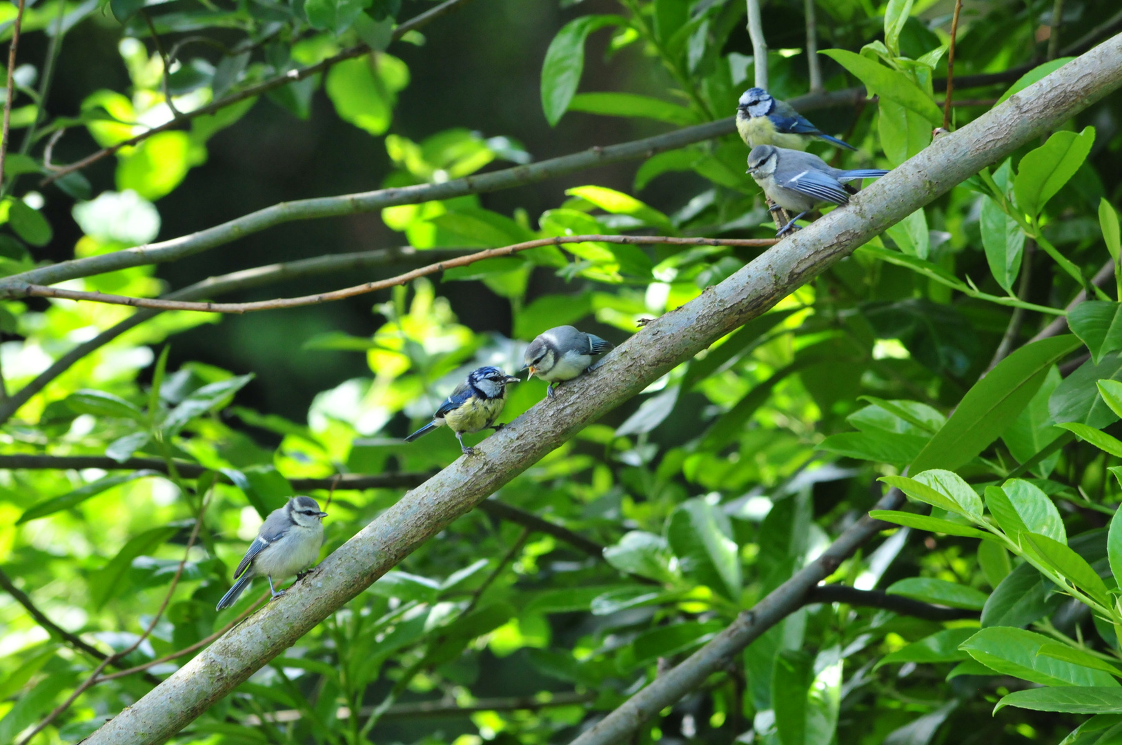 Familie Blaumeise komplett zum Abendbrot versammelt