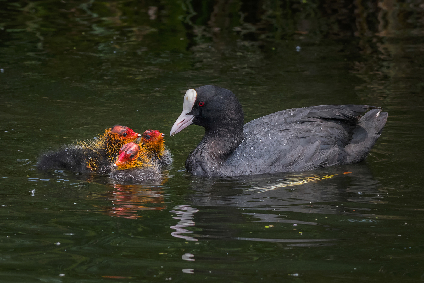 Familie Blesshuhn