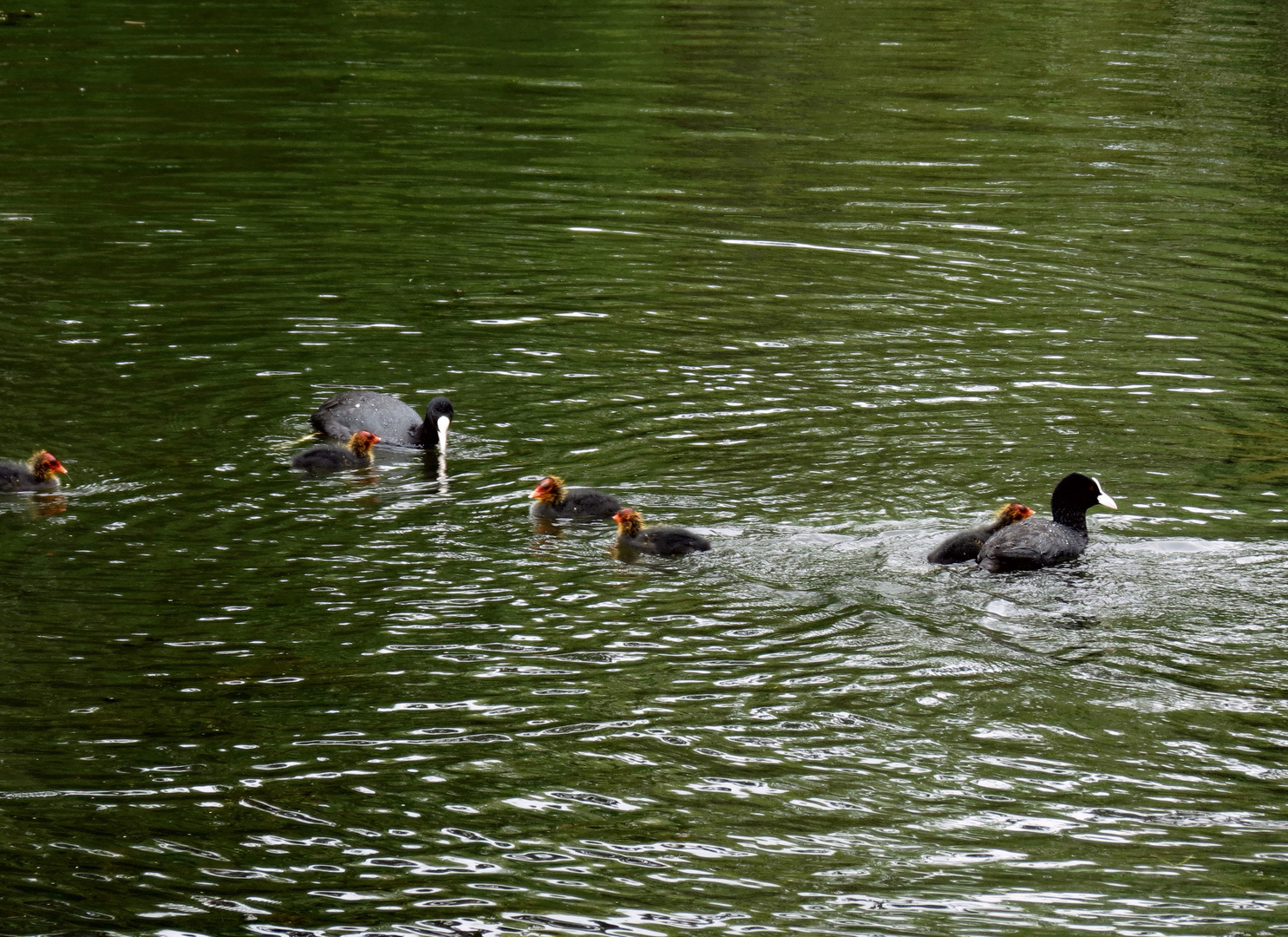 Familie Blesshuhn hat Nachwuchs