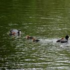 Familie Blesshuhn hat Nachwuchs