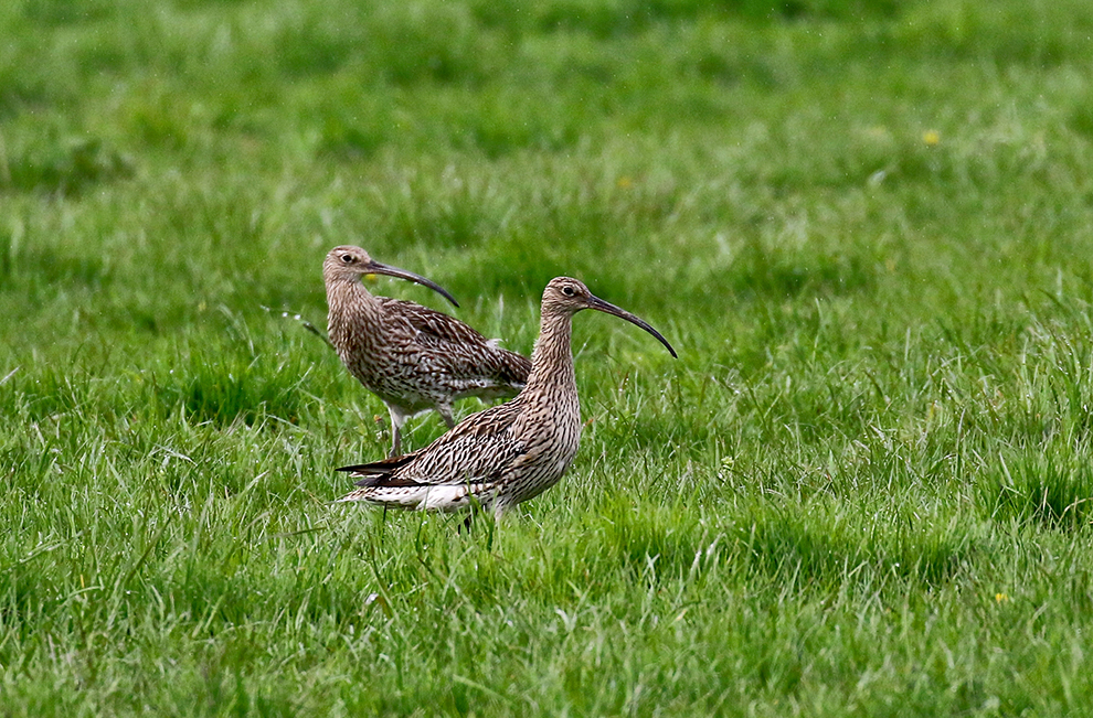 Familie Brachvogel