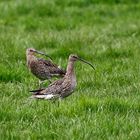 Familie Brachvogel