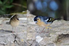 Familie Buchfink Teneriffa