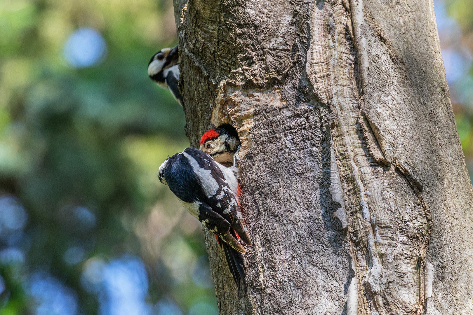 Familie Buntspecht