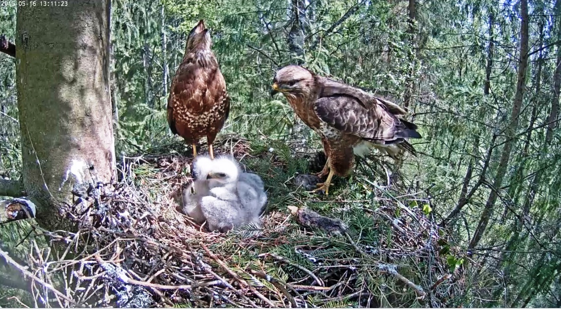 Familie Bussard