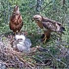 Familie Bussard