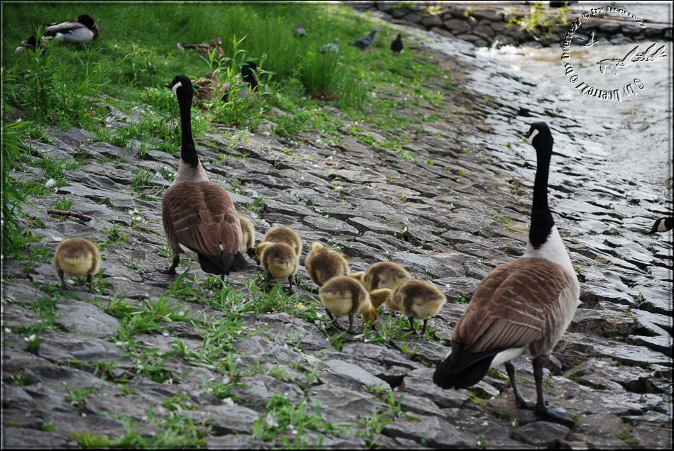 Familie Canadagans von hinten