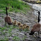 Familie Canadagans von hinten