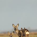 Familie Capreolus