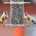 Familie Carduelis carduelis beim Picknick