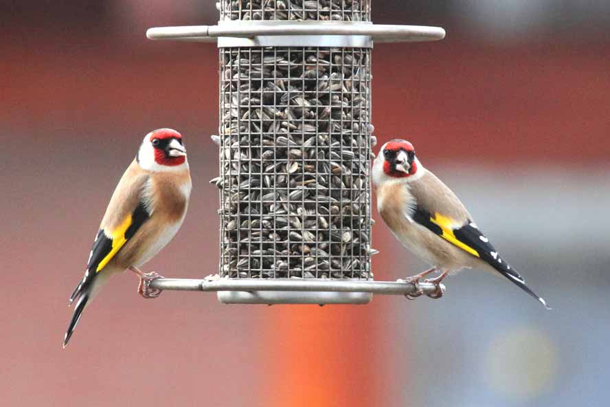 Familie Carduelis carduelis beim Picknick