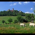 Familie Charolais