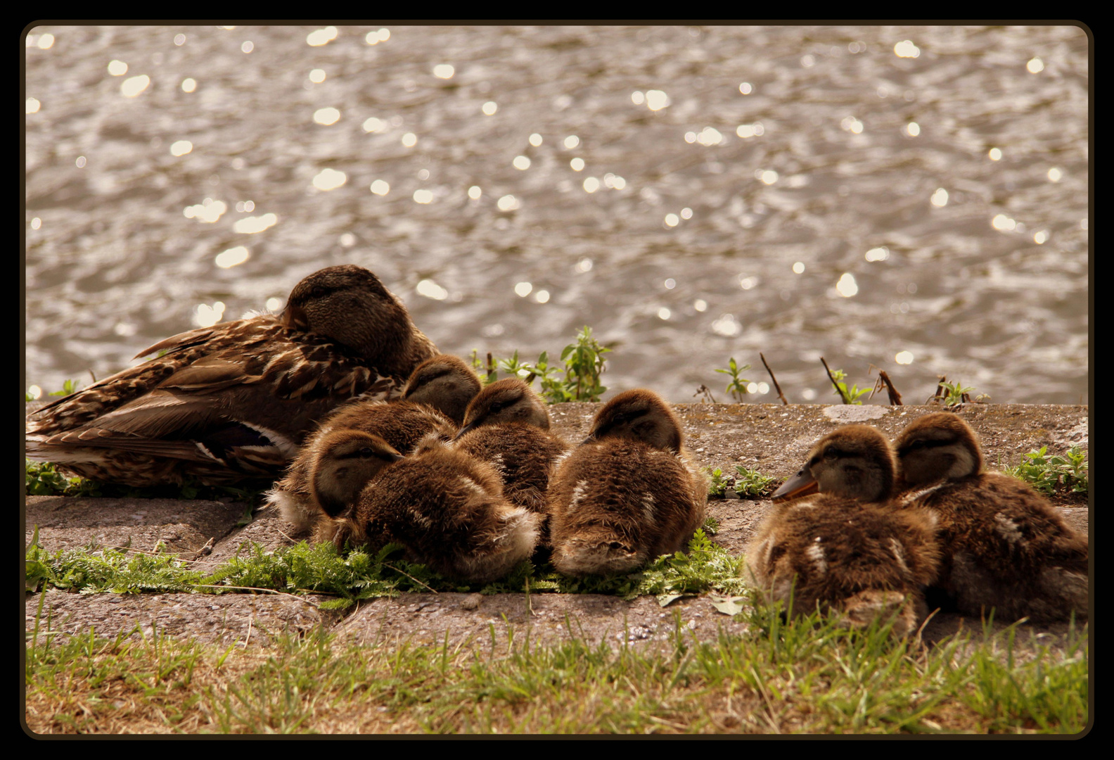 familie