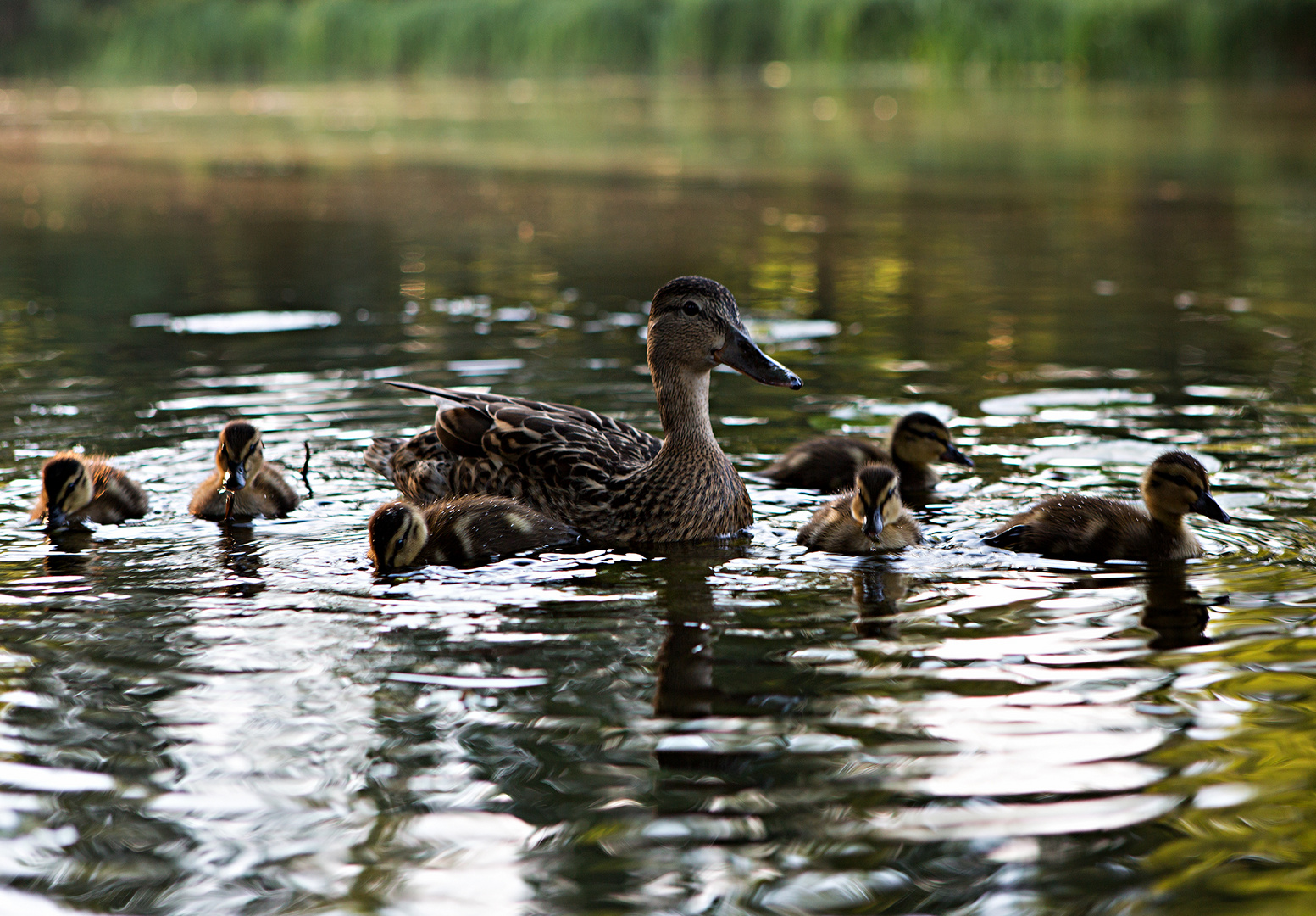 Familie