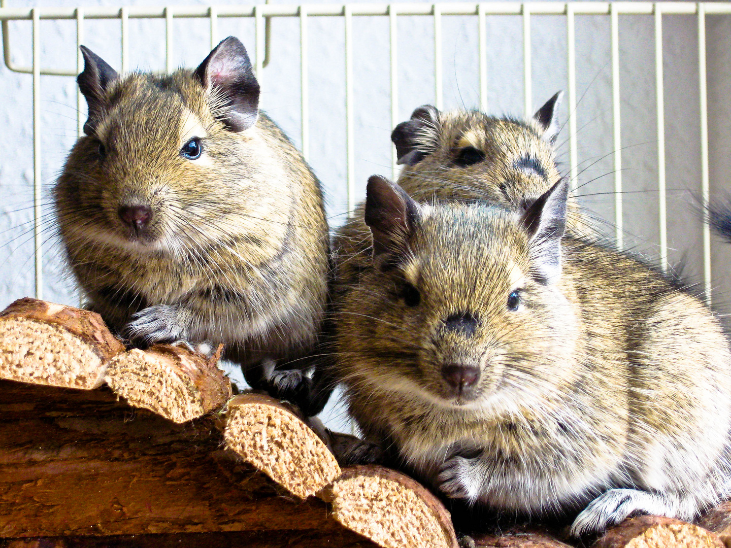 Familie Degu