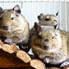 Familie Degu