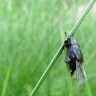 Familie der Clownkäfer (Histeridae) 