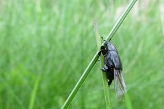 Familie der Clownkäfer (Histeridae) 