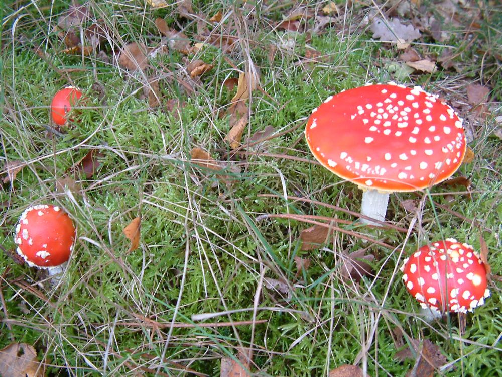 Familie der Fliegenpilze