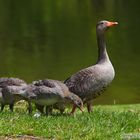 Familie der wilden Gänse