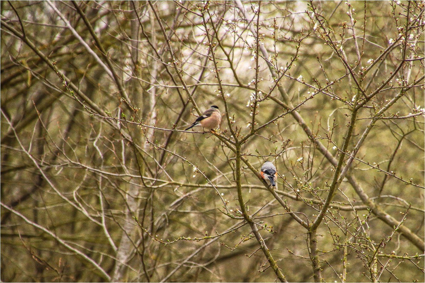 Familie Dompfaff