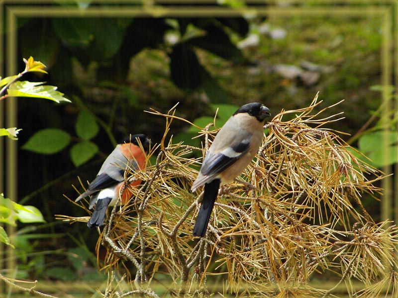 Familie Dompfaff (Gimpel) ..