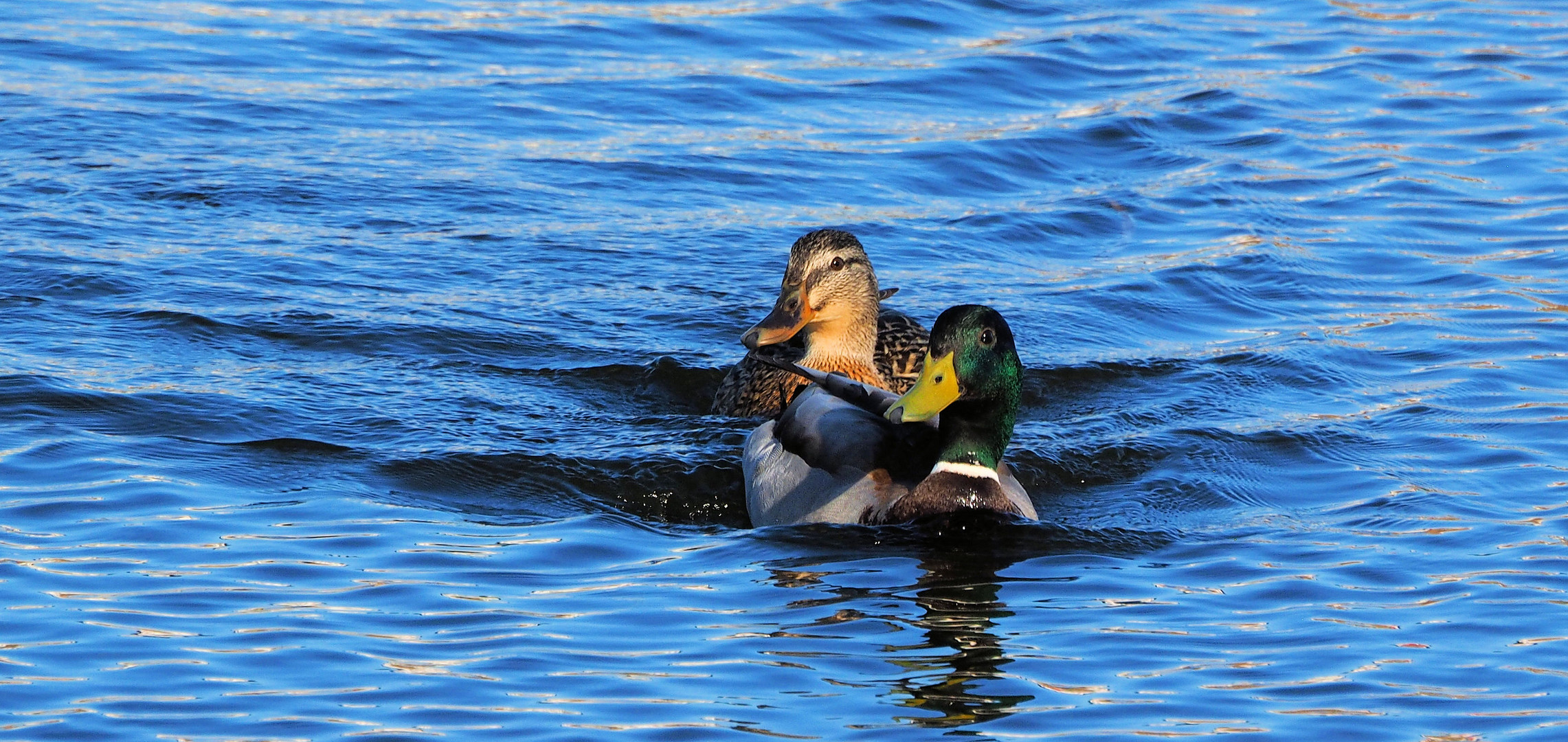 Familie Duck 