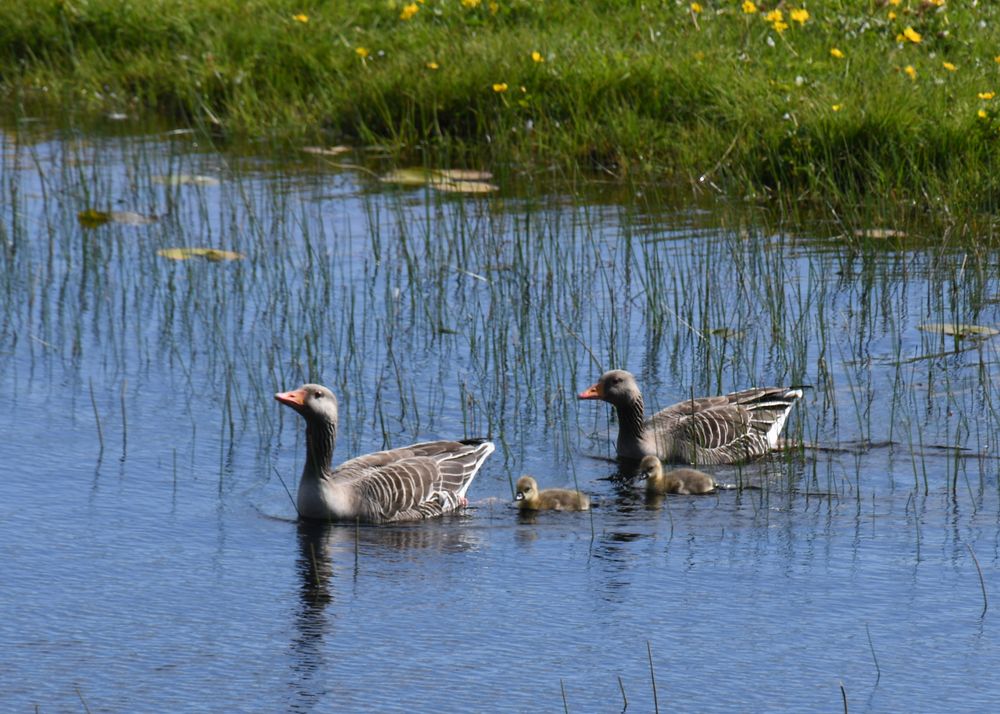 Familie